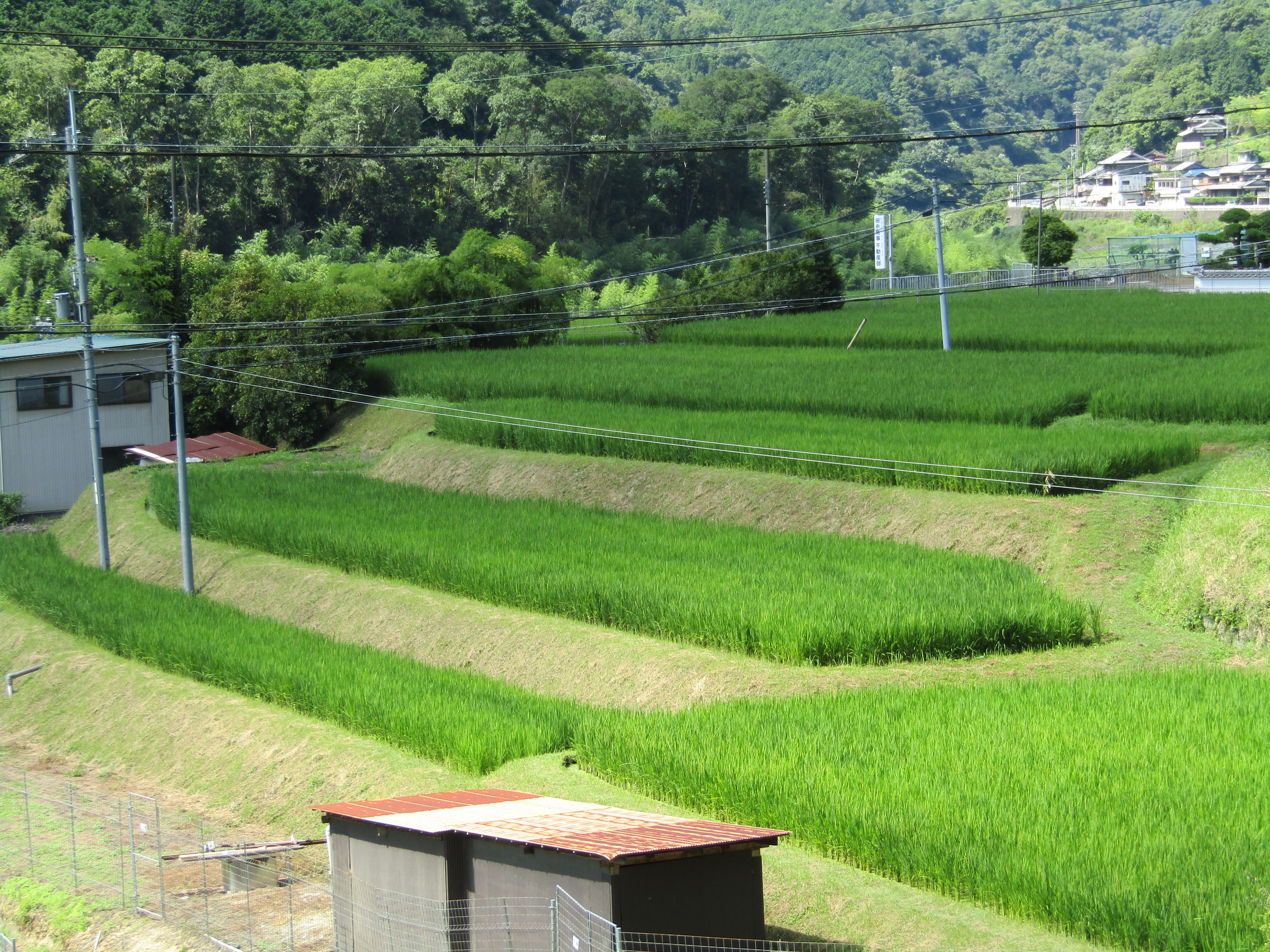 有市地区の田園風景